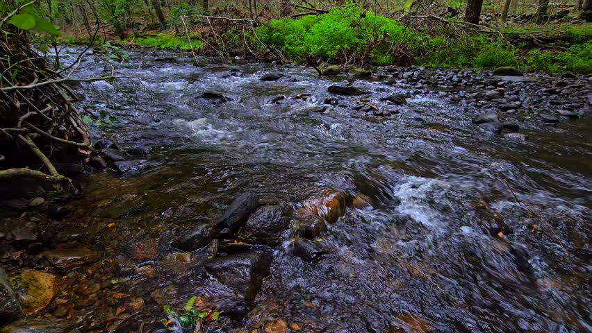 Fast flowing forest stream moving over wet stones and small rocks surrounded by green plants and natural woodland environment.