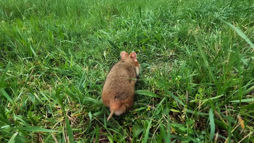 Curious hamster explores grass, walks away then turns, stands on hind legs, roams right, sniffs around and finally approaches the camera in a natural outdoor setting.