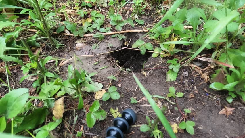 Hamster emerges from burrow hole, sniffs the camera lens, stands on hind legs to explore the ground cover, then turns and walks off left in a natural outdoor setting.