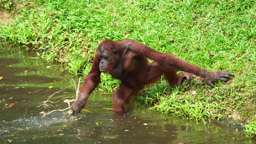 A smart Orangutan engages in foraging behaviour, reaching into the water with its long, hairy arms, close up shot.