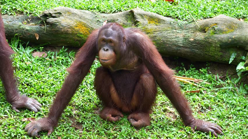 An Orangutan sits on the ground, its long hairy arms resting beside it.