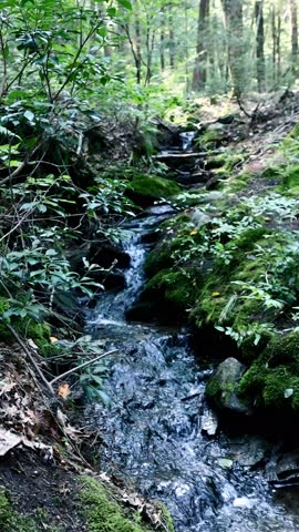 Narrow forest creek flowing over mossy rocks surrounded by dense green woodland plants and natural forest environment.
