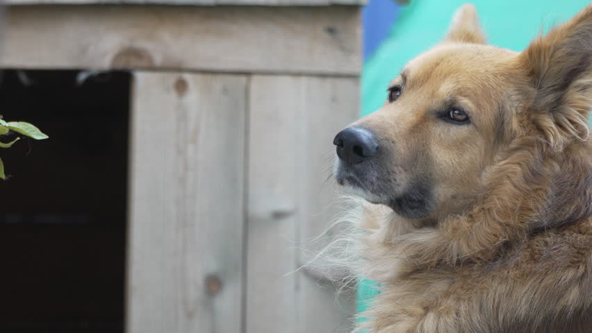 Dog Portrait Outdoor Wooden House Shelter