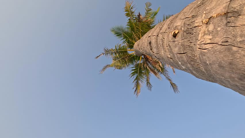 Low Angle View of Coconut Palm Tree Swaying Maldives
