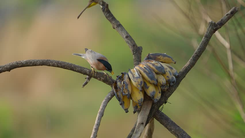 Brahminy Starling is a superb looking bird at close range. beautiful bird Brahminy Starling, eating a ripe banana ,take of Thailand