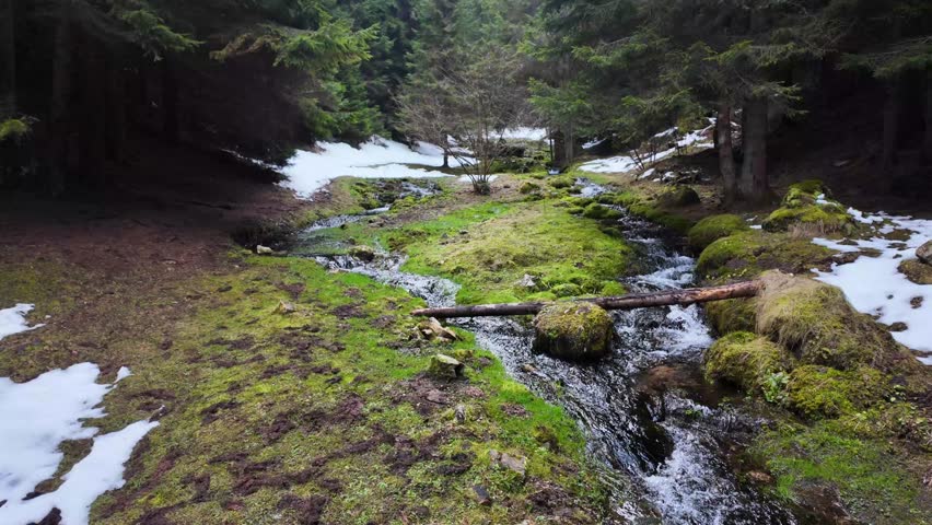 Mountain creek in the old forest, snow and grass
