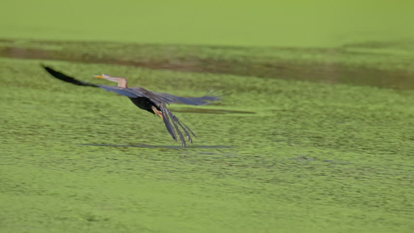 african darter flying , snakebird running across green water surface with wings fully spread during dramatic takeoff action.