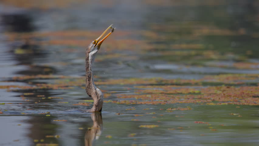 African darter catching fish and tossing it upward before eating, consuming fish on water surface showing natural hunting instinct.