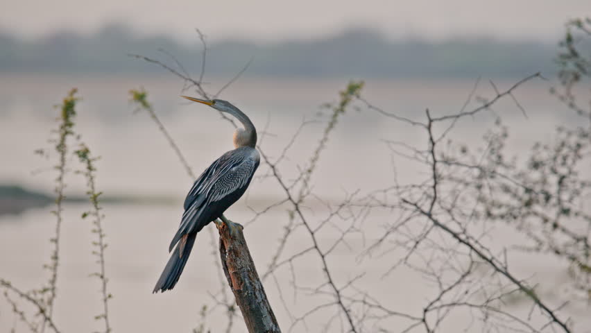 snakebird standing on tree stump with open wings showing typical feather drying behavior near water body.
