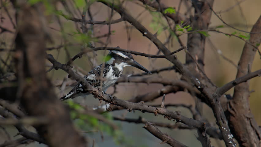 Pied Kingfisher perched among tangled branches, freshwater fishing bird scanning for prey in wild environment.