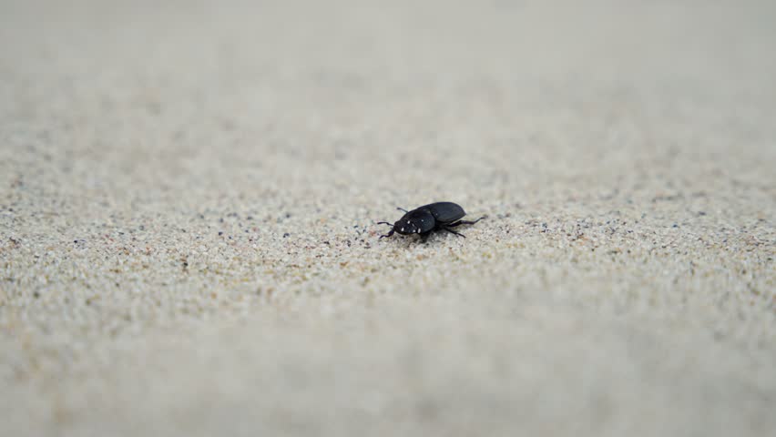 Small black beetle crawling across light sandy surface in outdoor environment