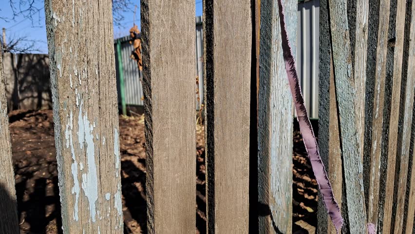 Close-up of an old wooden picket fence with peeling blue paint and a purple fabric ribbon waving in the breeze. Rural backyard background on a sunny spring day.