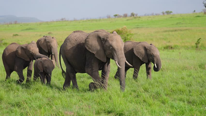 African Elephant Family Walking Together Across Green Savannah Grassland
