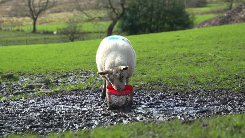 Sheep eating from plastic container on wet muddy farm field