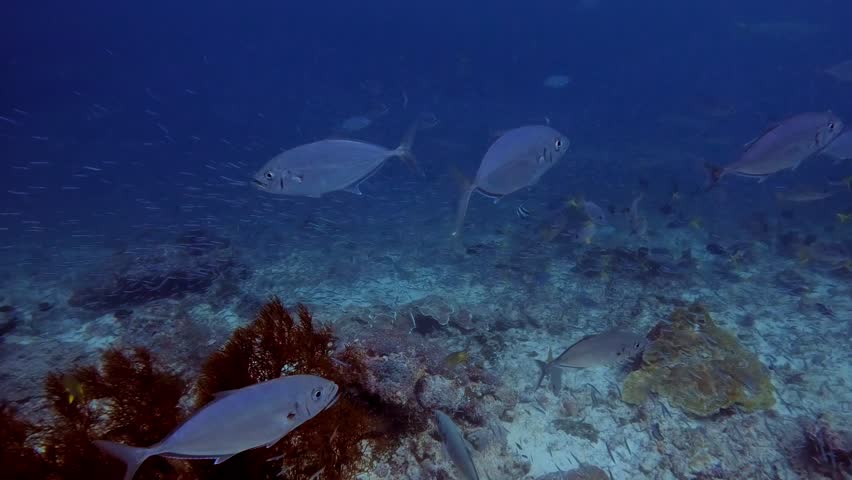 Fish swimming past and revealing a swimming wobbegong and being surrounded by many species of tropical fish