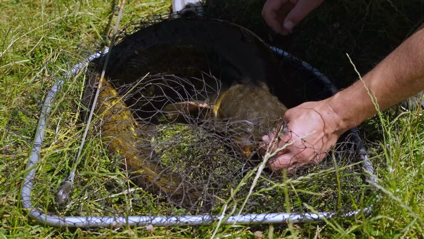 
Close-up of fisherman hands removing a hook from the mouth of a caught catfish.
Detailed close-up of a man