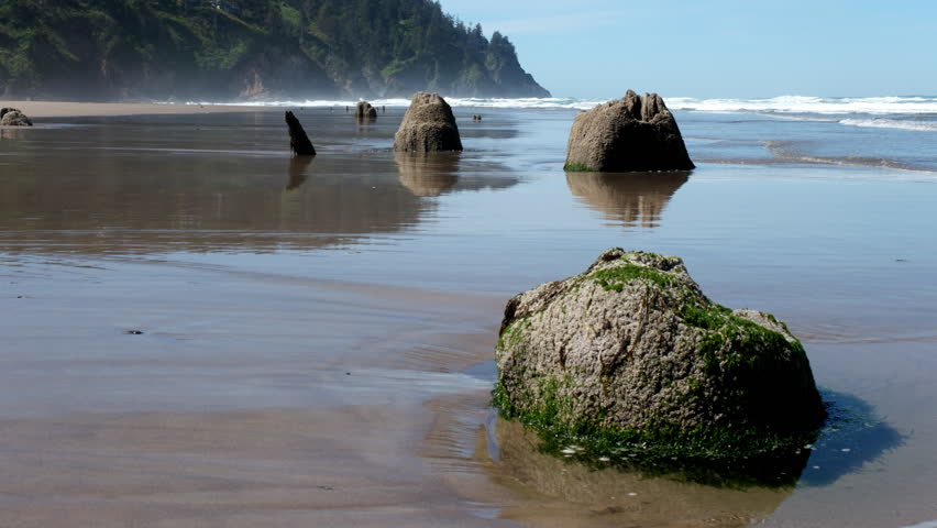 Ancient tree stumps on a reflective sandy beach with waves rolling in beneath forested coastal cliffs.