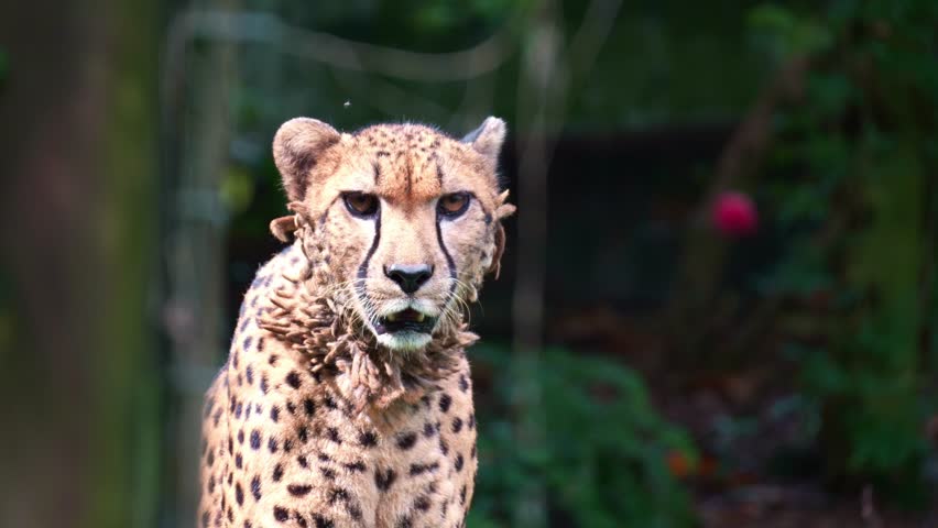 A wet cheetah (Acinonyx jubatus) stares into the camera, alerted by its surroundings, close up shot.