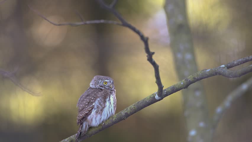 Bird Pygmy owl Glaucidium passerinum little owl natural dark forest north parts of Poland Europe Knyszyn Primeval Forest early spring time