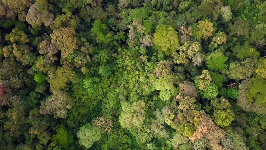 Mixed rainforest canopy including Newtonia buchananii, Chrysophyllum gorungosanum and Albizia gummifera covering hills of Bwindi Impenetrable National Park Western Uganda, top down drone glide reveal.