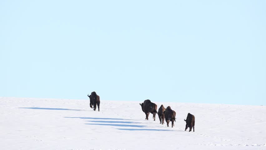 Mammals - wild nature European bison ( Bison bonasus ) Wisent five bulls standing on the winter snowy field North Eastern part of Poland, Europe Knyszynska Primeval Forest