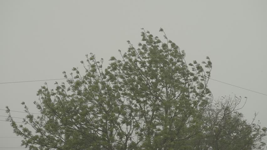 Large Green Tree swaying violently in high winds against a gloomy overcast sky during a tropical Storm or Cyclone.