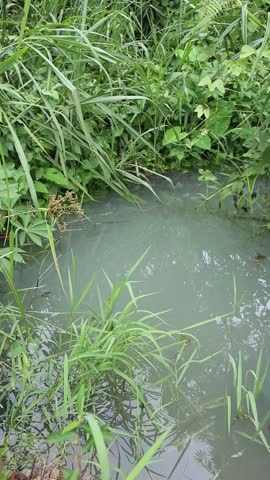 Murky Pond Water Surrounded by Wild Green Grass

A stagnant, cloudy pond nestled within dense, overgrown tropical vegetation and lush wild grasses, captured in a natural outdoor setting.
