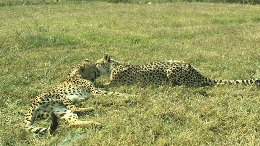 Cheetahs resting on grass while licking and grooming each other inside zoo enclosure showing natural bonding behavior of spotted wild cats in captivity in Thailand