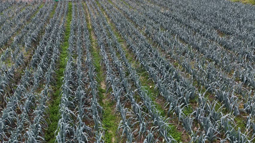 Agriculture field with garlic plantation in Portugal. Food security. Vegetable crops. Seasonal food.