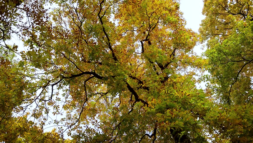 horse chestnut tree during autumn in Lazienki Krolweskie, Royal Baths Park in Warsaw city, Poland, 4k footage