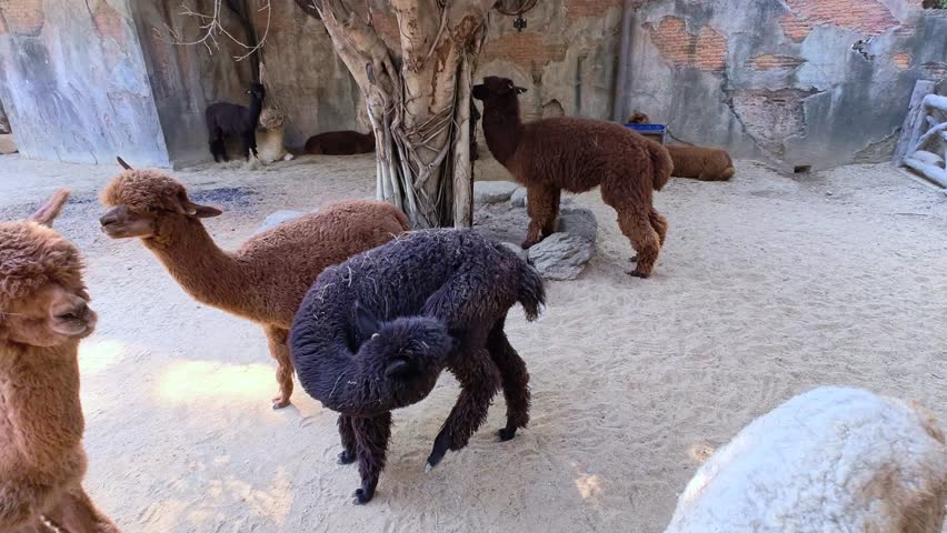 Close-up of fluffy llama alpacas in animal farm, zoo.