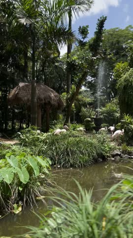 Group of pelicans swimming and resting in a pond surrounded by tropical plants in a Bali wildlife park. Peaceful nature scene with exotic birds in lush green environment