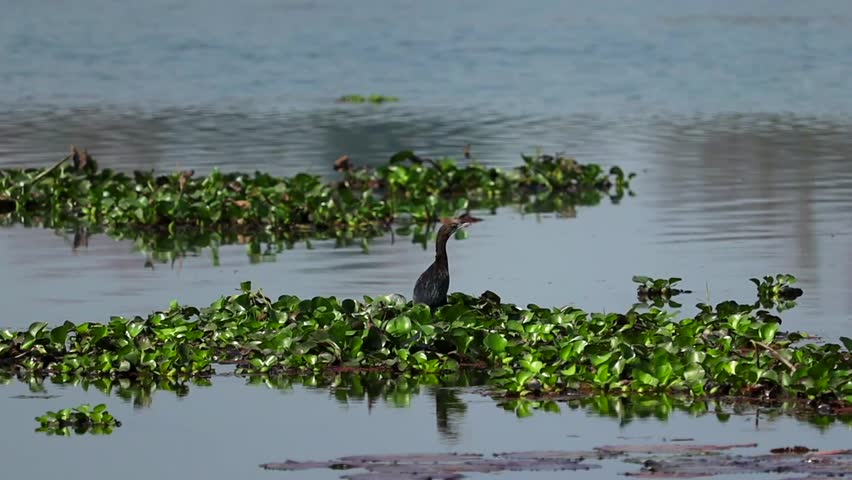 A cormorant bird lifts off from floating water hyacinth plants on a calm freshwater wetland. The wildlife moment captures the bird spreading its wings while taking flight above reflective water surrounded by aquatic vegetation.