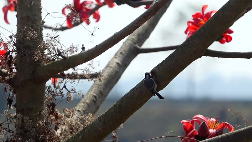 A small black and white bird perched quietly on the thick branch of a blooming silk cotton tree (Bombax ceiba). Bright red blossoms and buds surround the branch, highlighting a peaceful wildlife moment in a natural tropical environment.