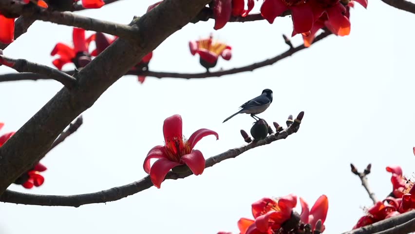 A small black and white bird perched on a branch of a blooming silk cotton tree (Bombax ceiba) surrounded by vibrant red blossoms and buds. The scene captures a peaceful wildlife moment in a tropical natural environment against a bright sky.