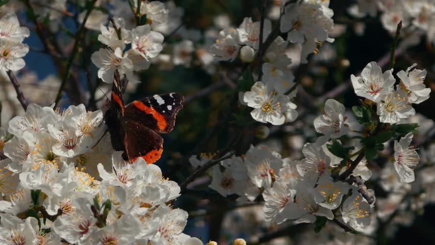 Real-time macro video of a beautiful Vanessa atalanta, commonly known as the Red Admiral butterfly, moving and flapping its black and orange wings while feeding on nectar from white fruit tree blossoms during a vibrant spring day.