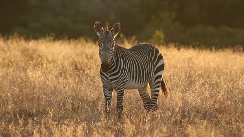 Cape Mountain Zebra (Equus zebra) in late afternoon light, Mountain Zebra National Park, South Africa