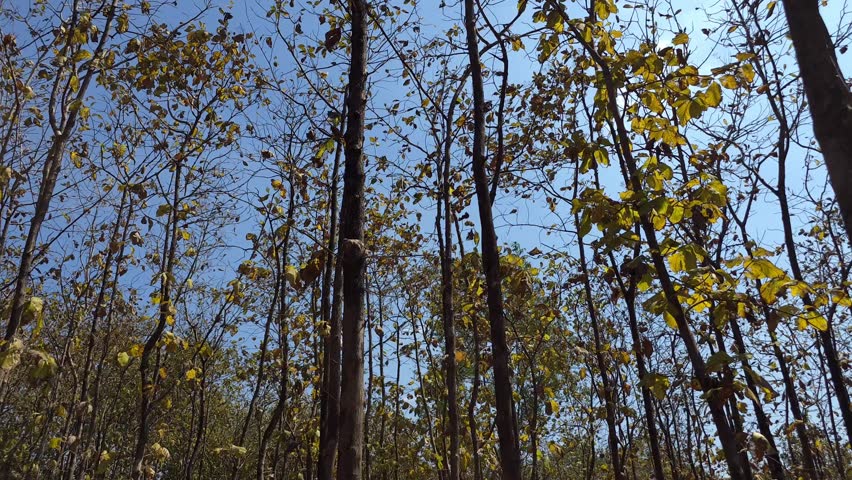 View looking up at tall forest trees with sunlit leaves and clear blue sky. Natural woodland environment showing tree canopy and calm forest atmosphere
