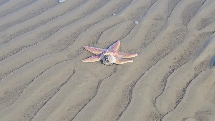 Marine life: Starfish on the beach in the Wadden Sea