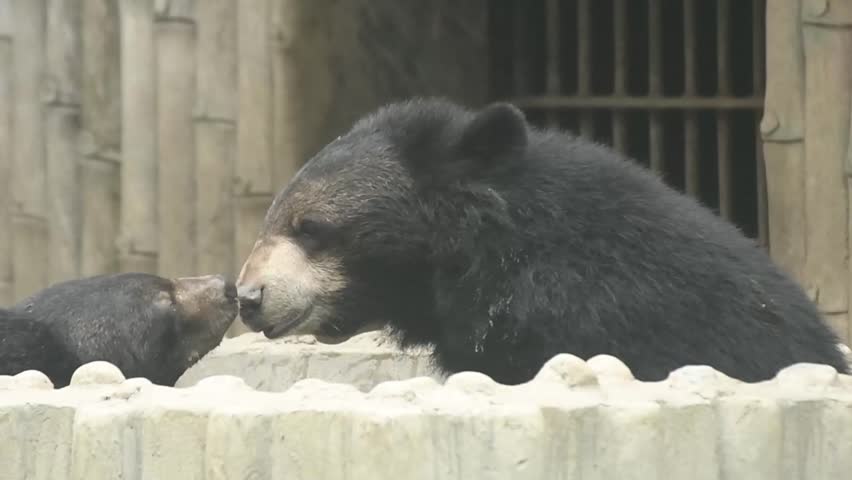 two bear brother playing with each other