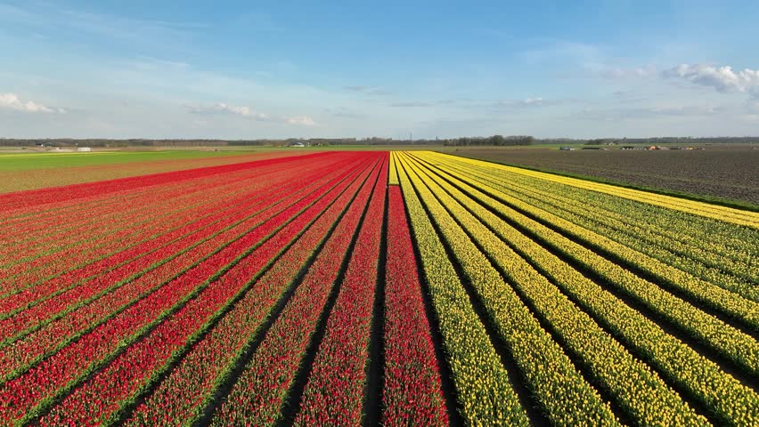 Aerial view of symmetrical tulip field rows in the Netherlands countryside. Drone shot of colorful blooming flowers in Holland agriculture farm under a clear sky. Beautiful spring floral landscape and rural nature from above.