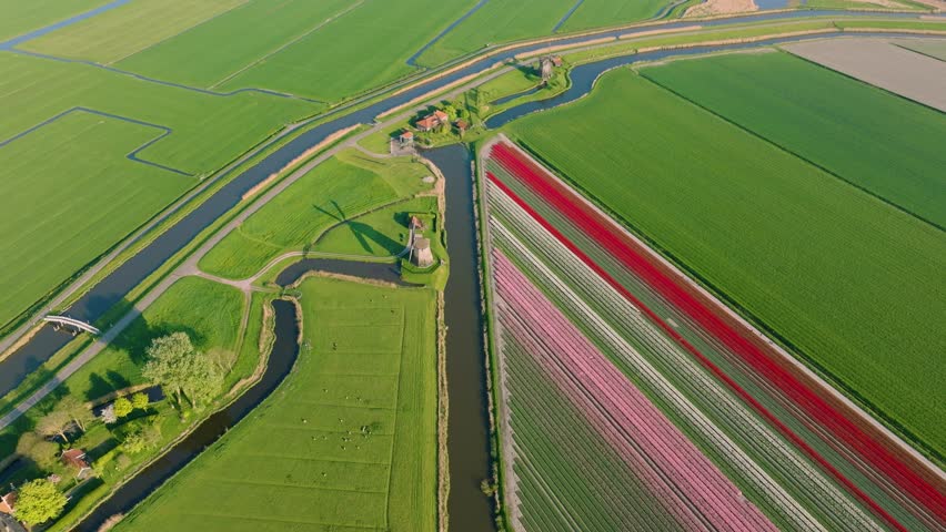 Aerial view of vibrant tulip fields in the Netherlands. Traditional Dutch windmill stands by a calm canal. Symmetrical rows of colorful flowers creating a stunning geometric pattern.