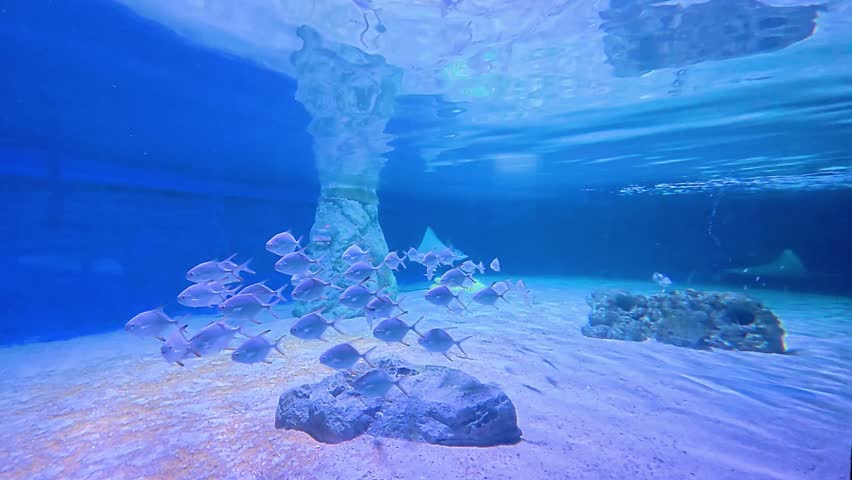 A school of silver moonfish swims together over a sandy floor in a large public aquarium exhibit. The underwater scene features artificial rock formations and reflections on the water surface under blue lighting.
