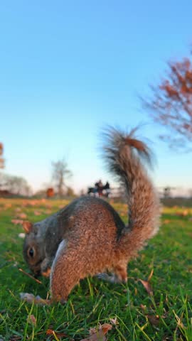 Gray squirrel sitting on grass eating a hazelnut. Squirrel sitting upright on a green lawn holding a nut with its paws in golden sunlight.
