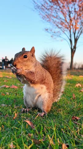 Squirrel sitting upright holding food on green grass lawn. Vertical shot of a squirrel sitting and eating a nut on grass with a tree in the background.