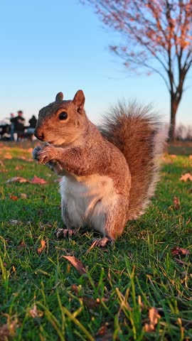 Alert gray squirrel sitting upright on grass at sunset. Squirrel sitting on its hind legs looking to the side on a green lawn in warm light.