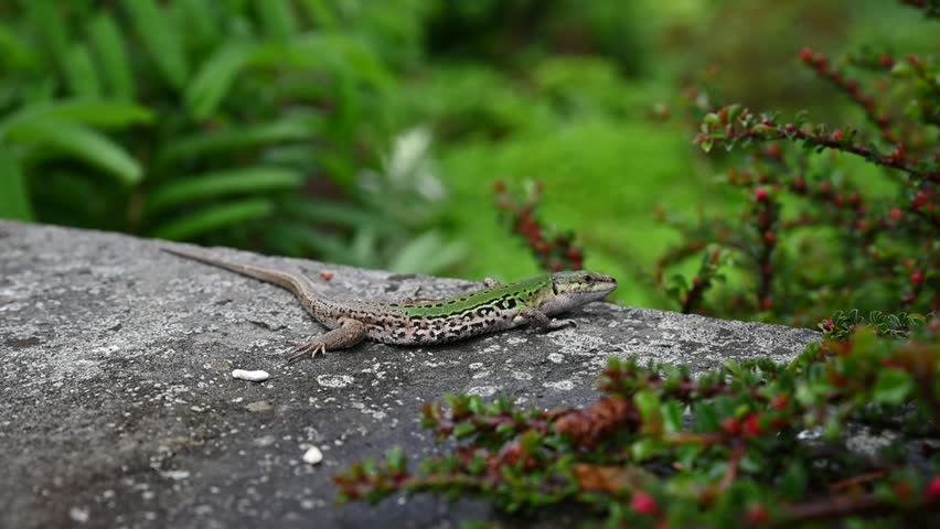 A closeup of an Italian Wall Lizard basking on a warm slab of grey slate on a late summer afternoon with greenery in the background.