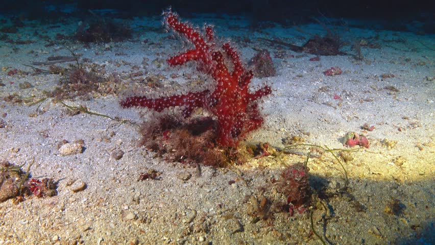 Deep Underwater Mediterranean Biodiversity - Red dead man