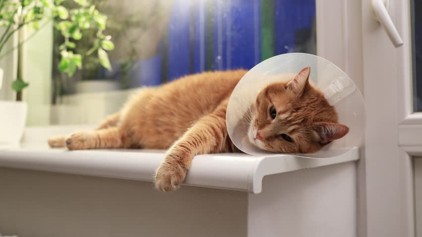 A ginger tabby cat wearing a clear Elizabethan collar rests on a white windowsill, looking tired and recovering from a medical procedure