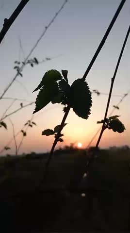 Beautiful sunset over green agricultural field